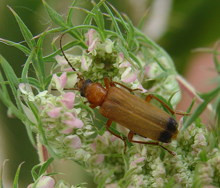 Nacerdes melanura